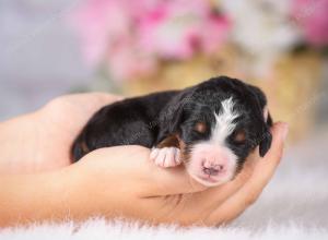   tri-colored Male standard bernedoodle near Chicago Illinois