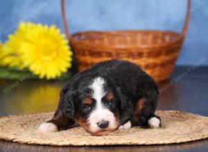  tri-colored female standard bernedoodle near Chicago Illinois