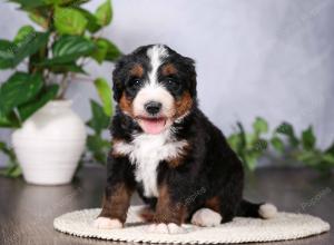   tri-colored standard bernedoodle near Chicago Illinois