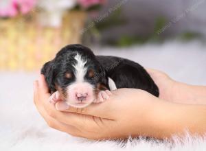   tri-colored Male standard bernedoodle near Chicago Illinois