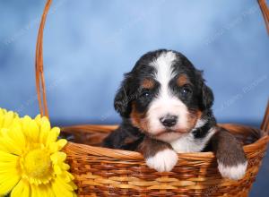   tri-colored female standard bernedoodle near Chicago Illinois