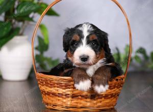   tri-colored standard bernedoodle near Chicago Illinois