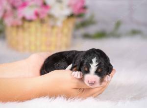   tri-colored Male standard bernedoodle near Chicago Illinois