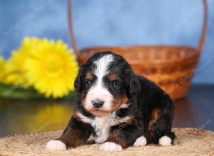   tri-colored female standard bernedoodle near Chicago Illinois