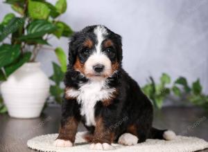   tri-colored standard bernedoodle near Chicago Illinois
