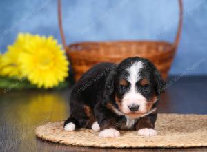   tri-colored female standard bernedoodle near Chicago Illinois