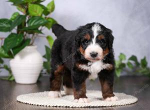   tri-colored standard bernedoodle near Chicago Illinois