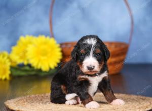   tri-colored female standard bernedoodle near Chicago Illinois