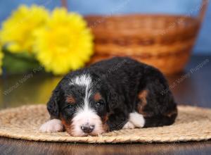   tri-colored female standard bernedoodle near Chicago Illinois