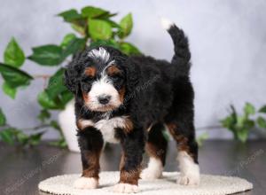   tri-colored standard bernedoodle near Chicago Illinois
