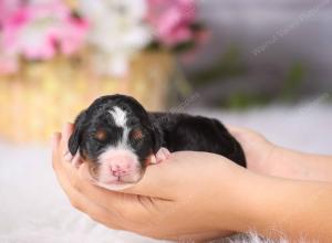   tri-colored Male standard bernedoodle near Chicago Illinois