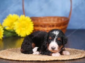   tri-colored female standard bernedoodle near Chicago Illinois