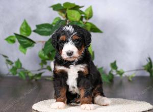   tri-colored standard bernedoodle near Chicago Illinois