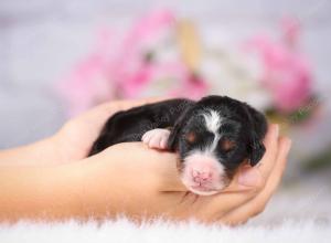   tri-colored Male standard bernedoodle near Chicago Illinois