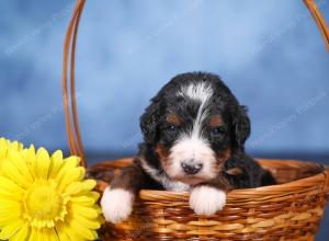   tri-colored female standard bernedoodle near Chicago Illinois
