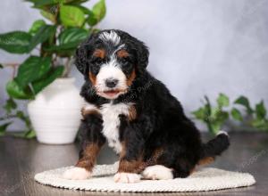   tri-colored standard bernedoodle near Chicago Illinois