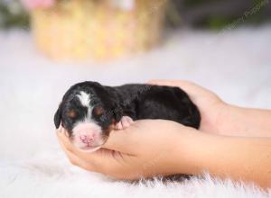  tri-colored Male standard bernedoodle near Chicago Illinois