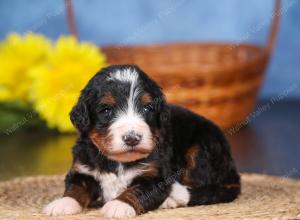   tri-colored female standard bernedoodle near Chicago Illinois