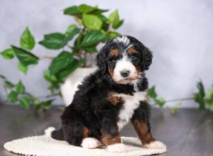   tri-colored standard bernedoodle near Chicago Illinois