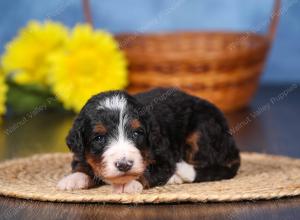   tri-colored female standard bernedoodle near Chicago Illinois