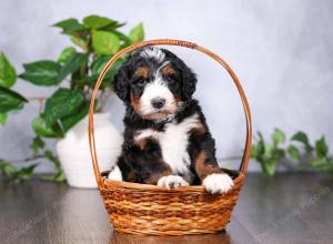  tri-colored standard bernedoodle near Chicago Illinois