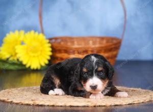   tri-colored female standard bernedoodle near Chicago Illinois