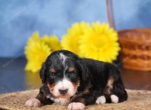   tri-colored female standard bernedoodle near Chicago Illinois
