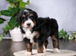   tri-colored female standard bernedoodle near Chicago Illinois