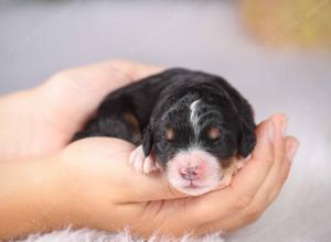 tri-colored female standard bernedoodle near Chicago Illinois