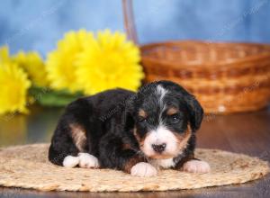   tri-colored female standard bernedoodle near Chicago Illinois