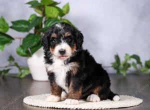   tri-colored female standard bernedoodle near Chicago Illinois