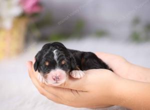 tri-colored female standard bernedoodle near Chicago Illinois