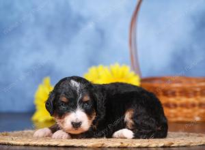   tri-colored female standard bernedoodle near Chicago Illinois