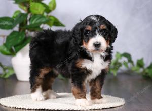   tri-colored female standard bernedoodle near Chicago Illinois