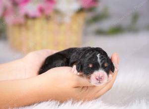 tri-colored female standard bernedoodle near Chicago Illinois
