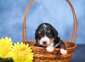   tri-colored female standard bernedoodle near Chicago Illinois