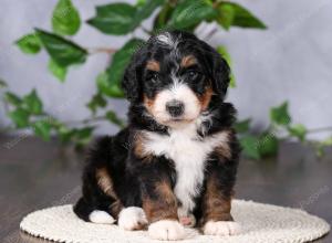   tri-colored female standard bernedoodle near Chicago Illinois