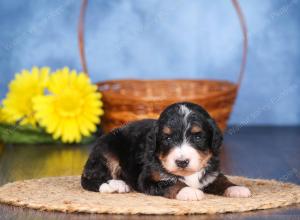   tri-colored female standard bernedoodle near Chicago Illinois