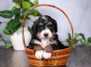   tri-colored female standard bernedoodle near Chicago Illinois
