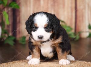 tri-colored mini bernedoodle near Chicago 