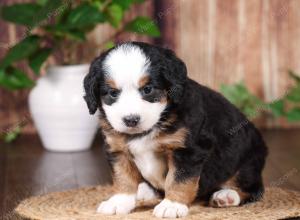 tri-colored mini bernedoodle near Chicago 