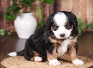 tri-colored mini bernedoodle near Chicago 