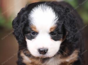 tri-colored mini bernedoodle near Chicago 