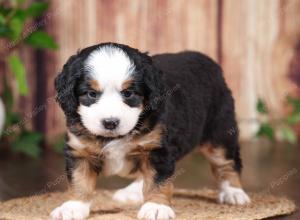 tri-colored mini bernedoodle near Chicago 