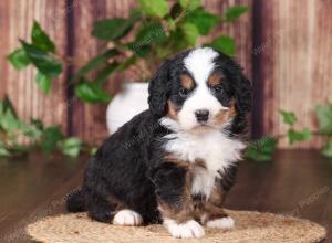 tri-colored mini bernedoodle near Chicago 