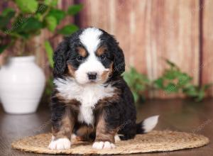 tri-colored mini bernedoodle near Chicago 