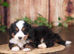 tri-colored mini bernedoodle near Chicago 