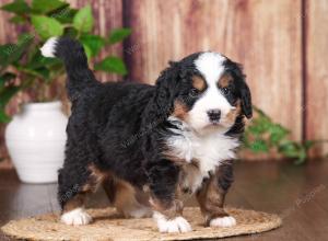 tri-colored mini bernedoodle near Chicago 