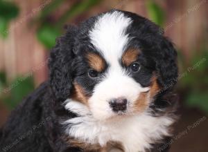 tri-colored mini bernedoodle near Chicago 