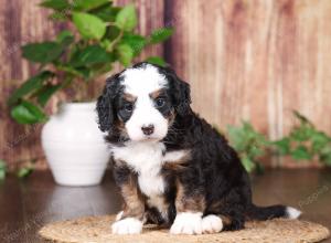 tri-colored mini bernedoodle near Chicago 